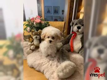 Ράτσα: Μαλτέζ - Maltese | Ηλικία: 2,5 μηνών | Φύλο: Αρσενικό | Αρ. Microchip: 4567883654 | Εκπαιδευμένο | Περιοχή: Αττική